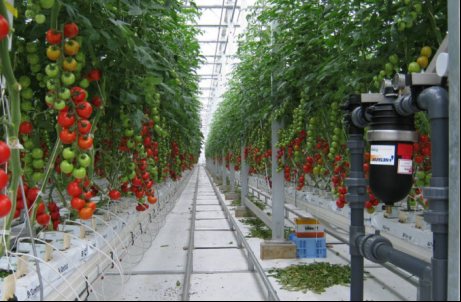 Israeli greenhouse agriculture